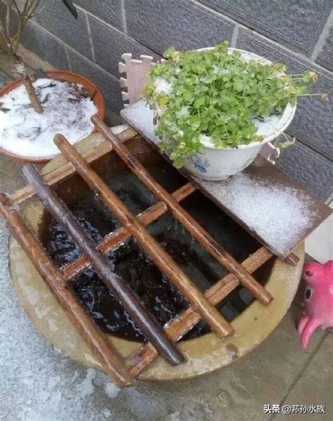 養金魚注意事項